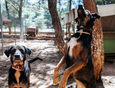 Ραφήνα: 39χρονος κακοποιούσε ένα σκύλο